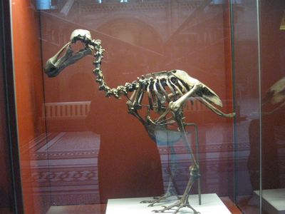 Esqueleto de un Dodo